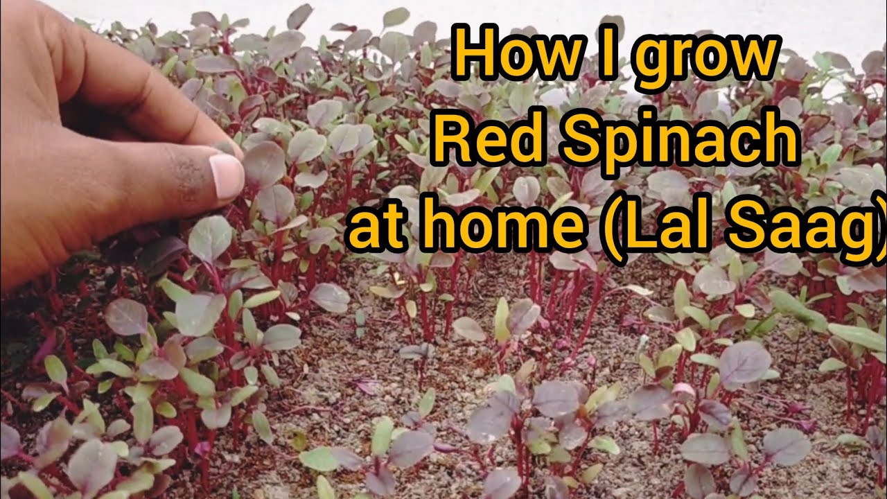 Growing Lal saag at home ( Red Spinach)