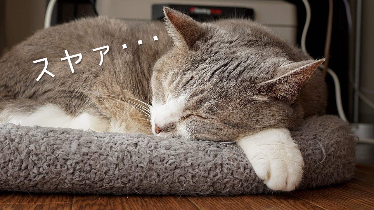 秋の猫達はぽかぽか陽気とホッカペで溶けていく | #モアクリ Vlog001