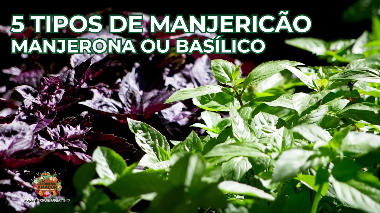 Manjericão ou Basílico | Conhea 5 Espécies Diferentes