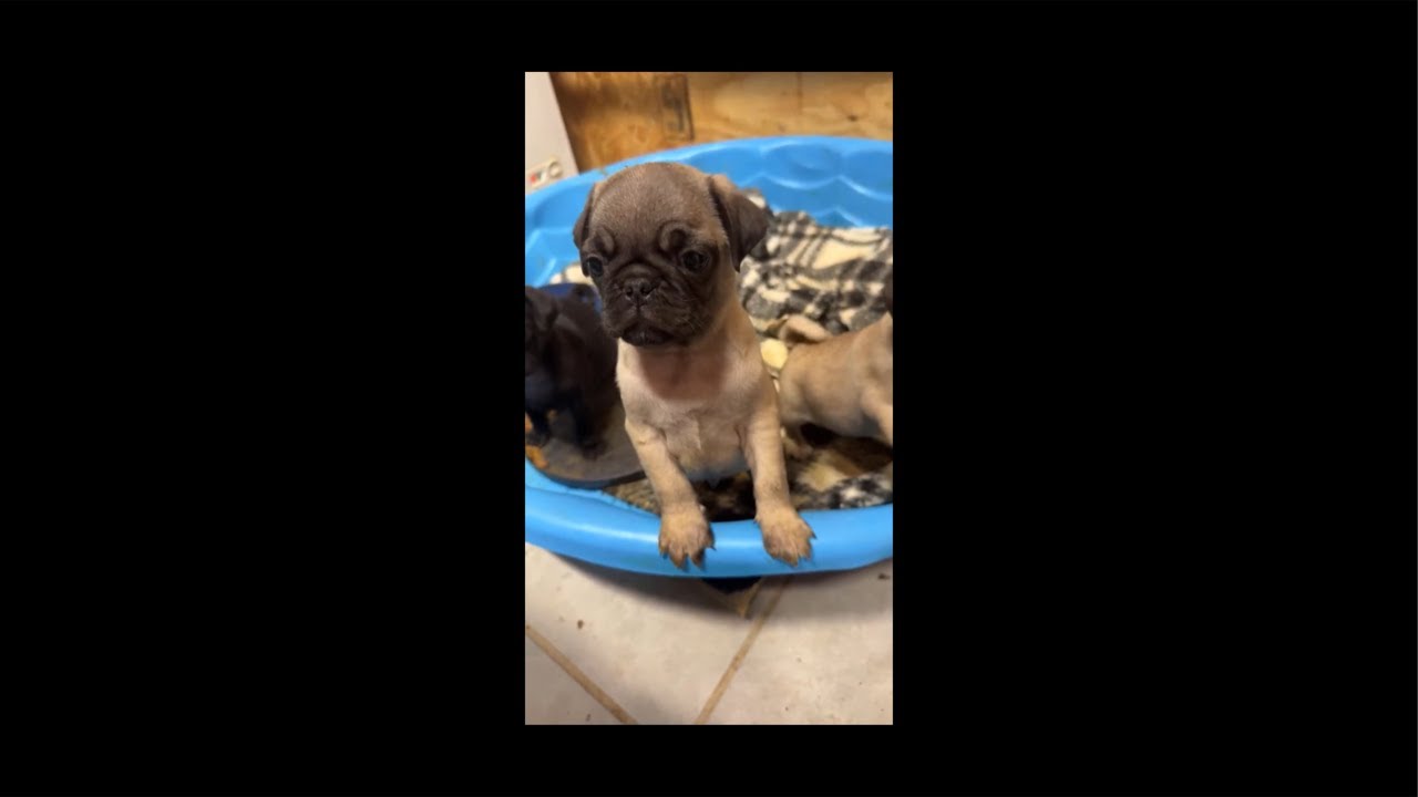 Pug Puppies LIVE  🐶 Calm, Cute & Relaxing (HD)