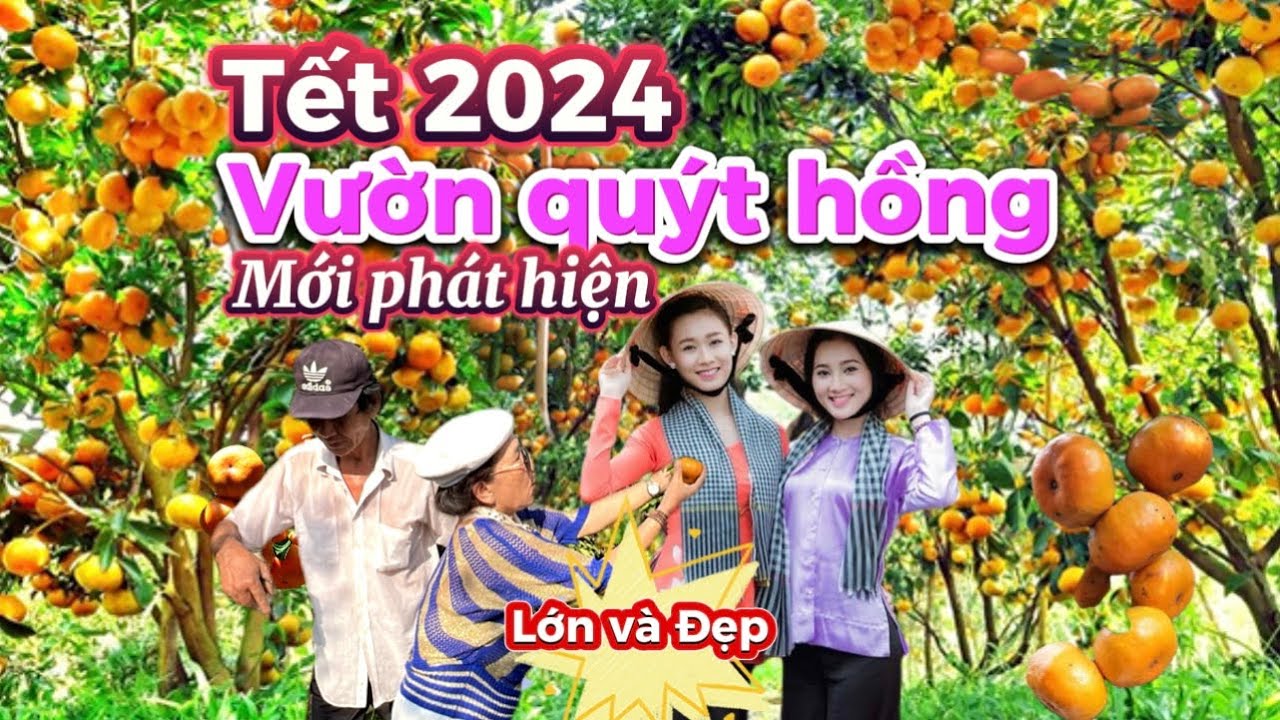 345. Vườn Quýt hồng Văn Tánh lớn nhất Lai Vung mở cửa đón khách thu hút hàng ngàn lượt khách