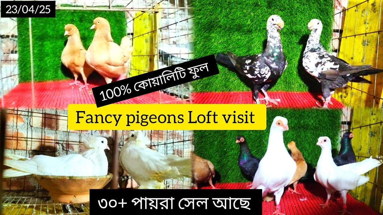 😱 Fancy pigeons Loft visit Kakdip.Top Quality Fancy Pigeons Sell at a low price #smanimalscare99