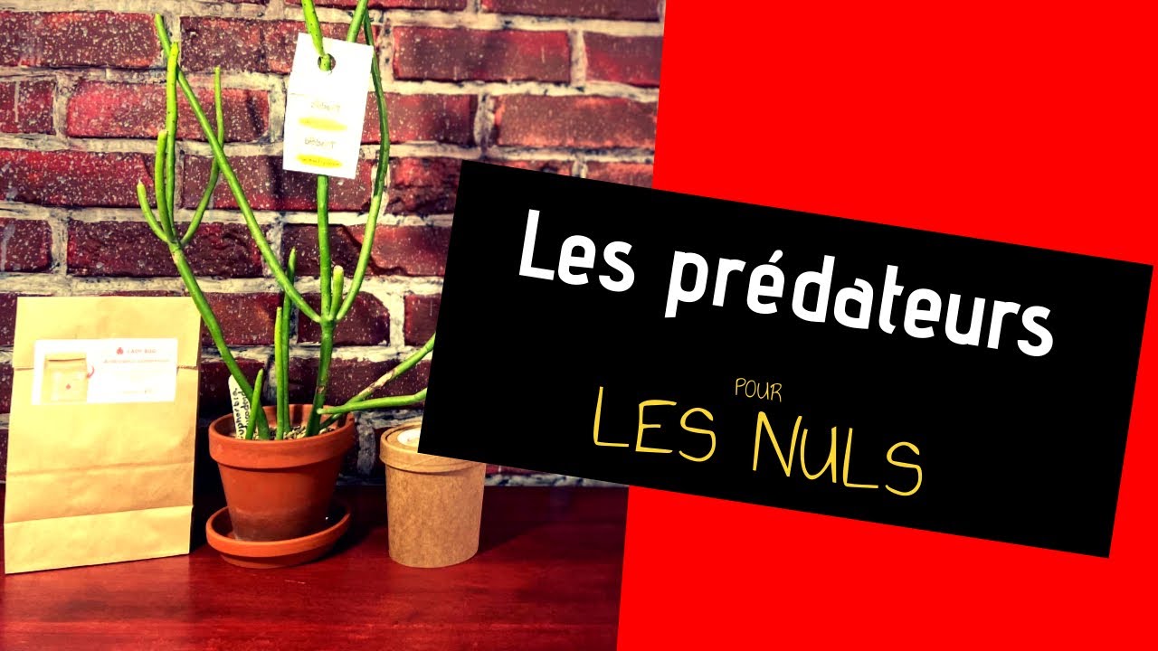 LES PRÉDATEURS POUR LES NULS - PREDATORY INSECTS FOR DUMMIES