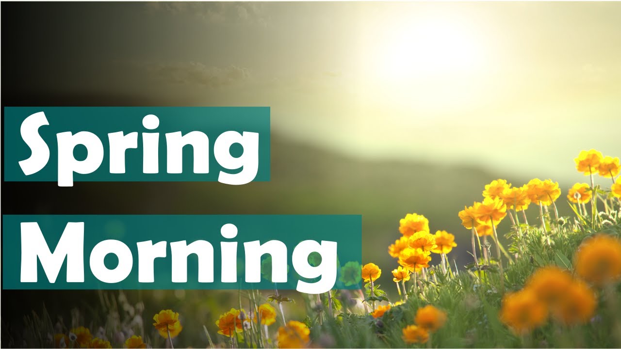 Piwakawaka Valley Vlog : a morning on the farm in Spring time