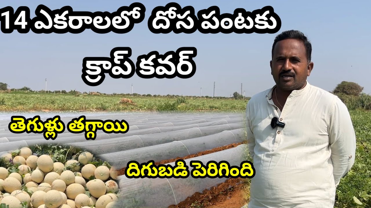 కర్భుజా సాగు | Cultivation of Musk melon | దోస సాగు | 90104 99145