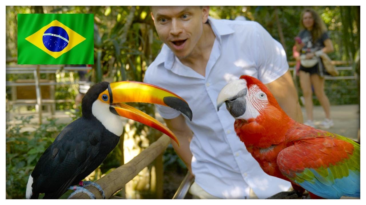 Parque das Aves (Birds) in Iguazu Falls