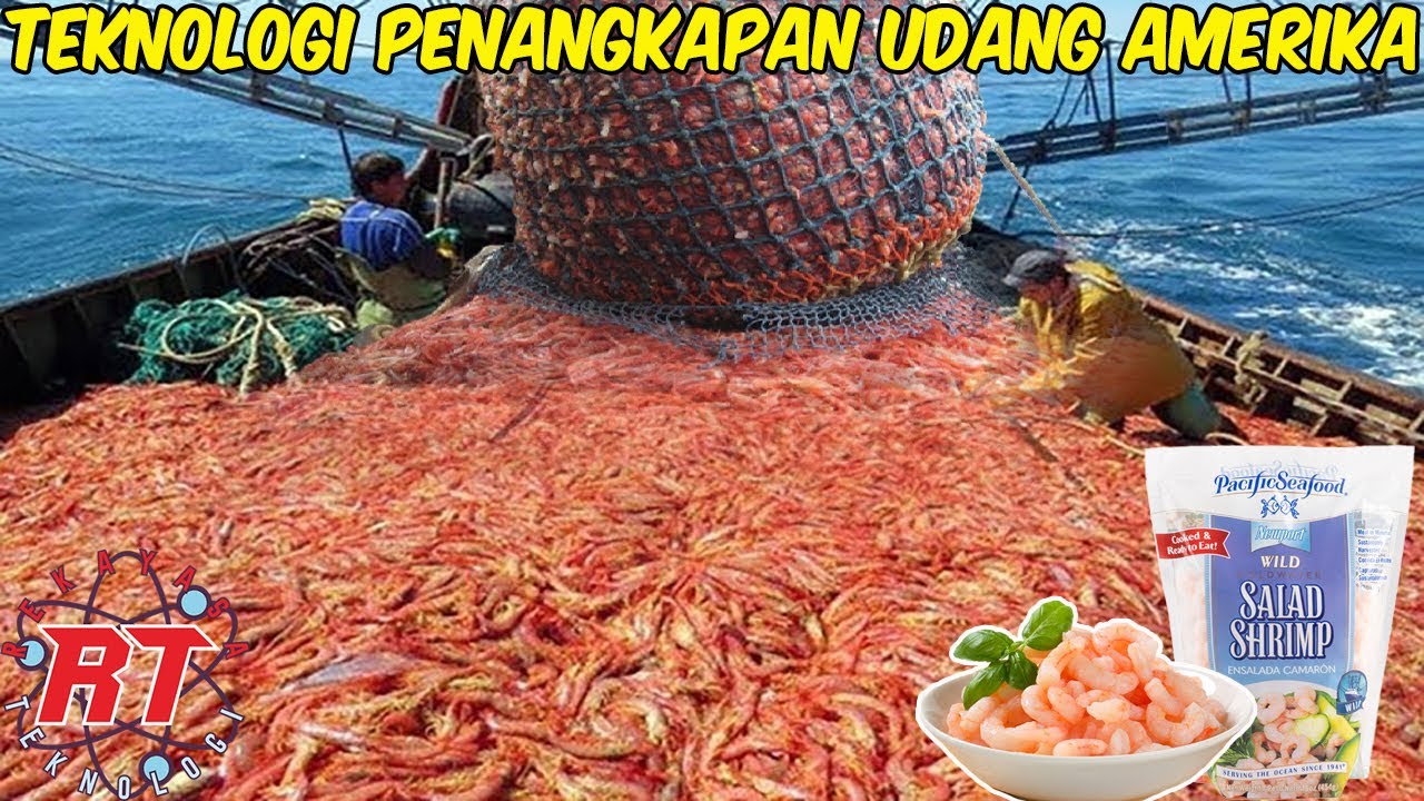 BEGINILAH TEKNOLOGI CANGGIH DI BALIK PENANGKAPAN UDANG MERAH MUDA DI AMERIKA!