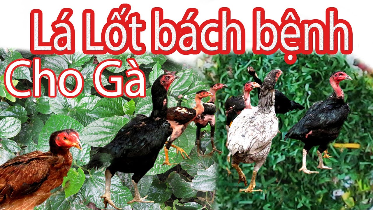 Lá Lốt vị thuốc kỳ diệu trong phòng và trị bệnh cho gà | Nguyễn Viết Hòa