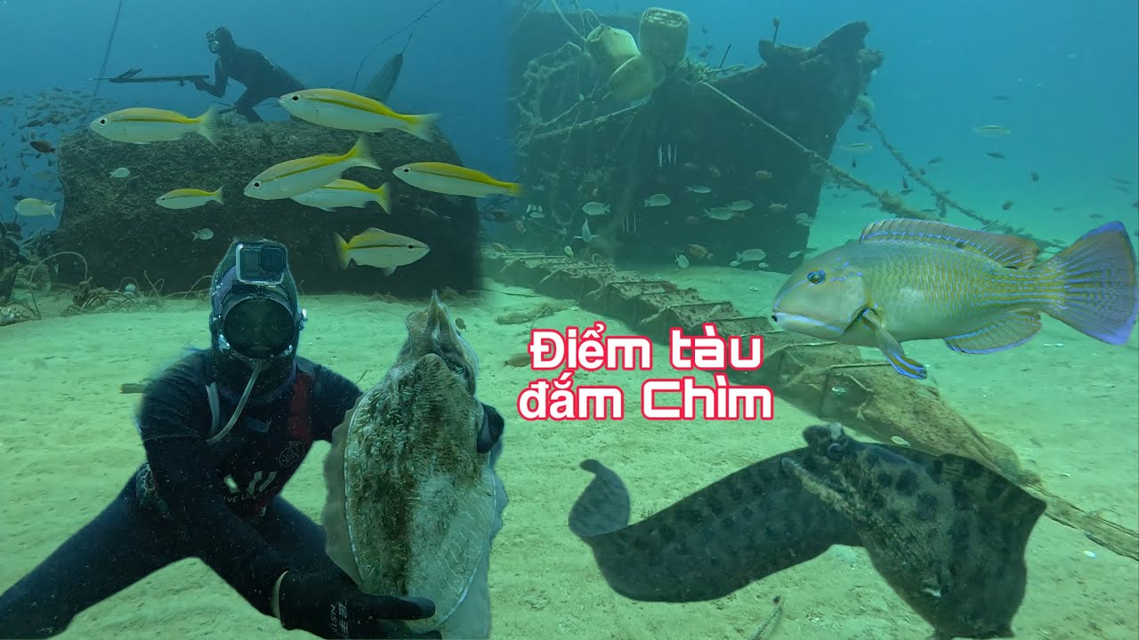 Tìm Kiếm Mực Nang Khổng Lồ Cuối Mùa Tại Khu Tàu Đắm Chìm