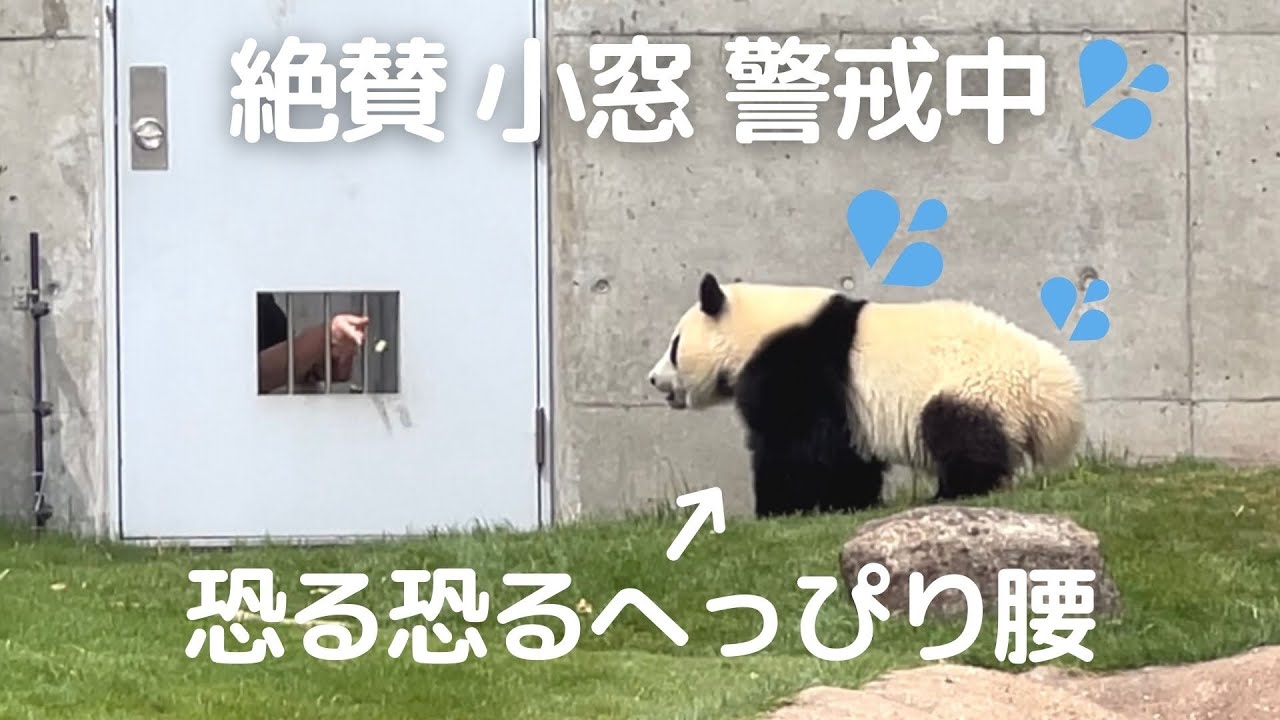 【アクシデント発生!?】小窓を警戒して近寄れない楓浜💦へっぴり腰でオヤツを貰うw頑張る子パンダ🍁