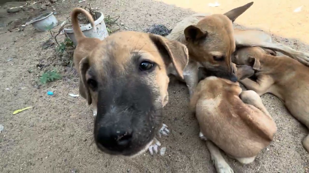 The dog is breastfeeding its baby.