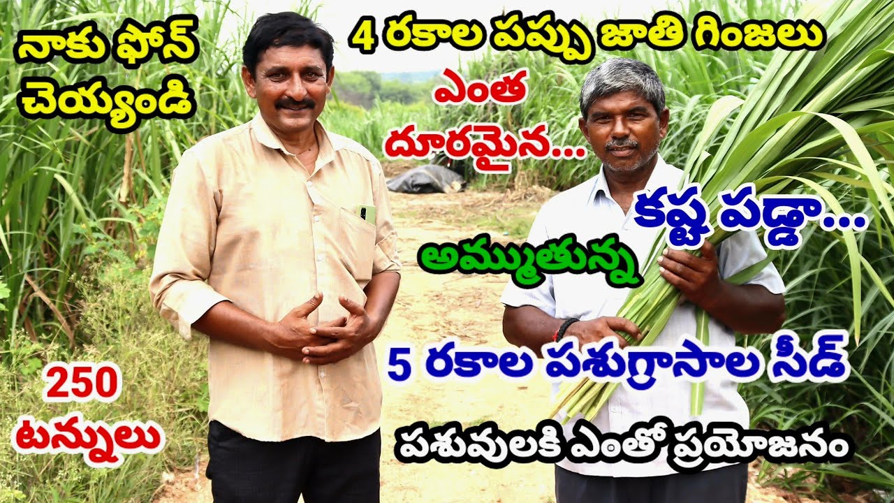 Super napier cultivation|Hedge lucern cultivation|Organic farming|Red napier cultivation|4g bullet