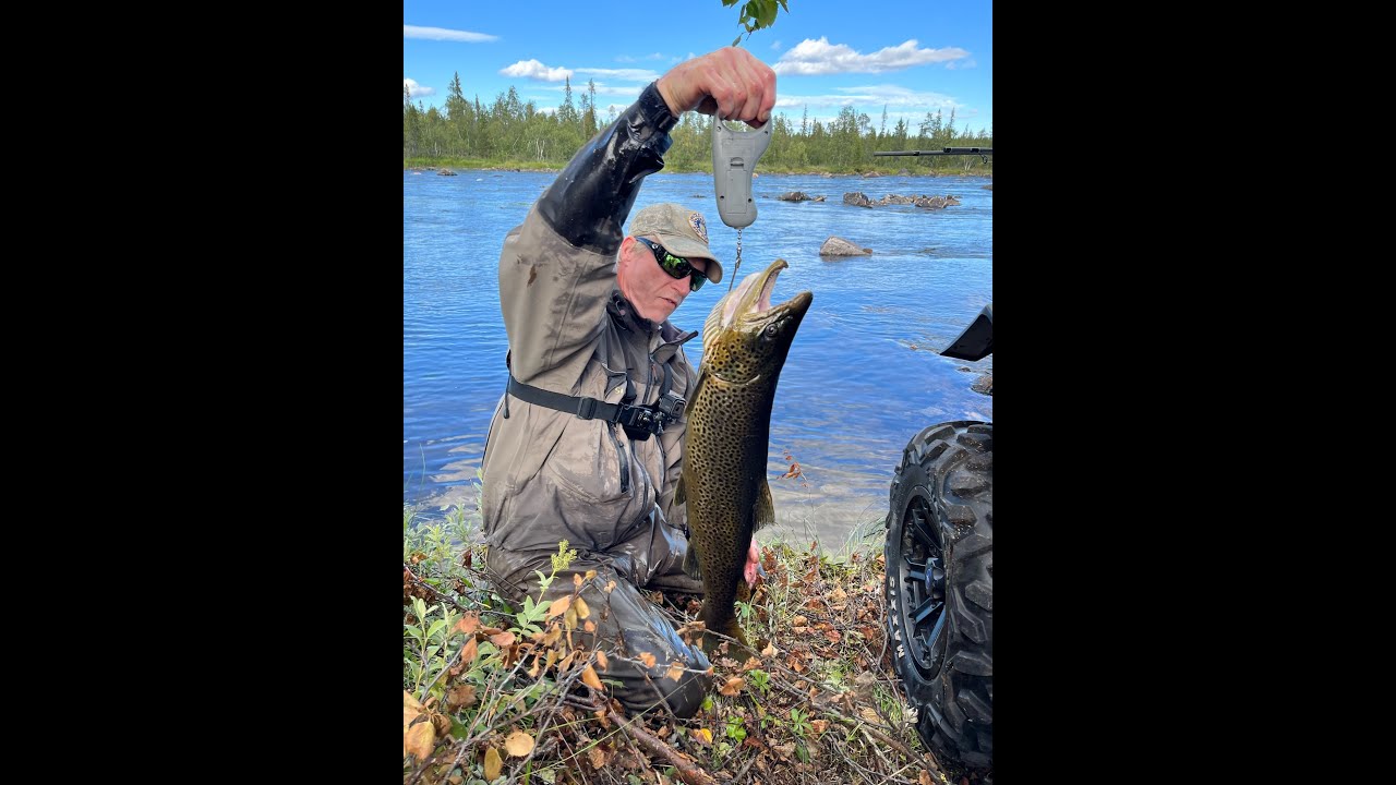 Fiska &ouml;ring i P&auml;rl&auml;lven - Fishing for trout in the pearl river