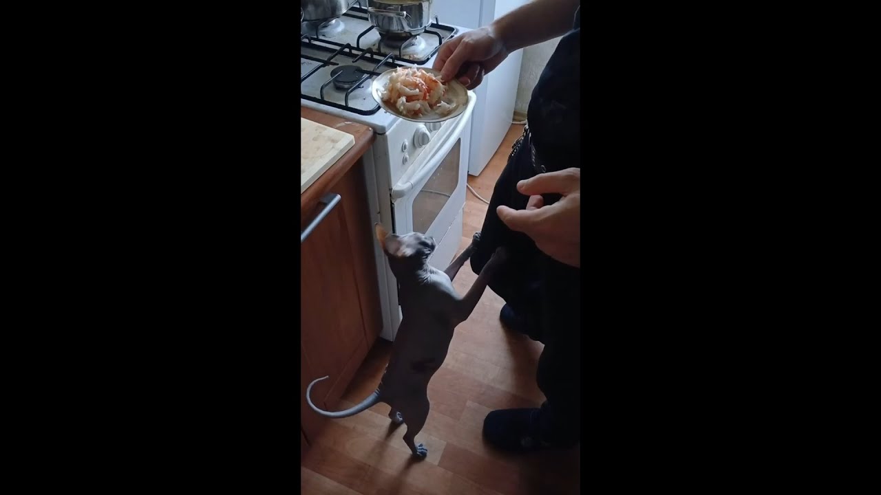 Ну очень большой любитель креветок #short