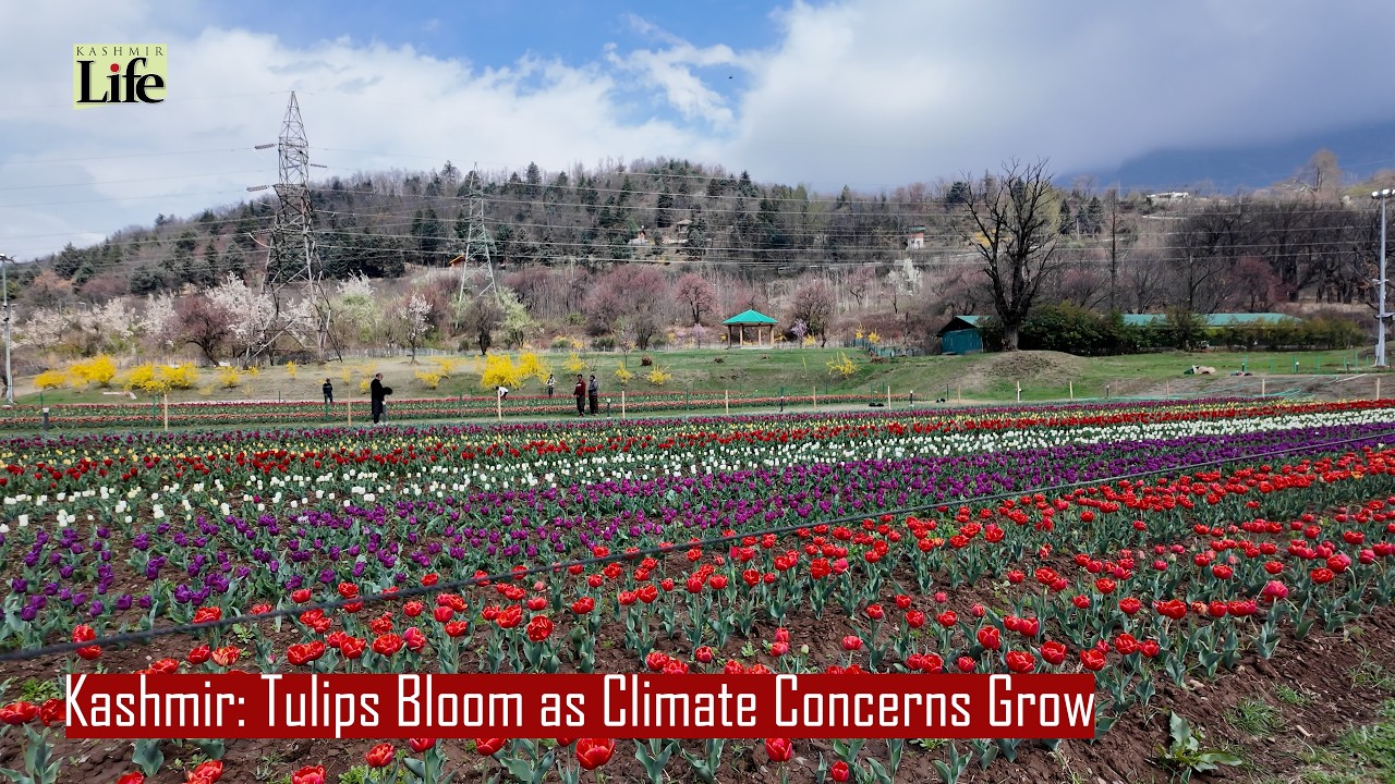 Kashmir: Tulips Bloom as Climate Concerns Grow
