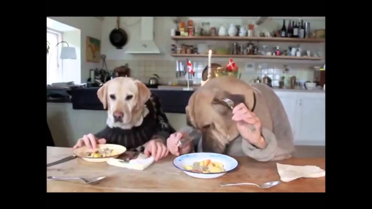 Dog Food Calorie Calculator; How Much Should You Feed Your Dog?