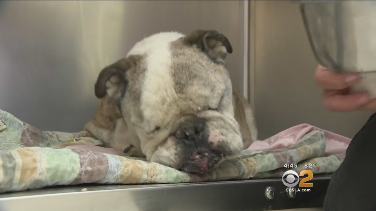 14-Year-Old Bulldog Missing 4 Days Gets Rescued From Bottom Of Costa Mesa Well