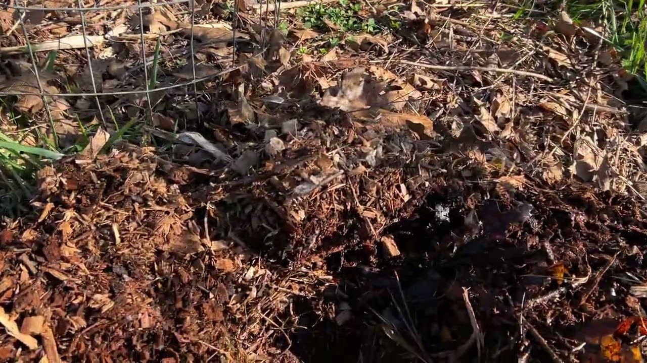 Pawpaw Seeding - Temperate Syntropic Agroforestry 