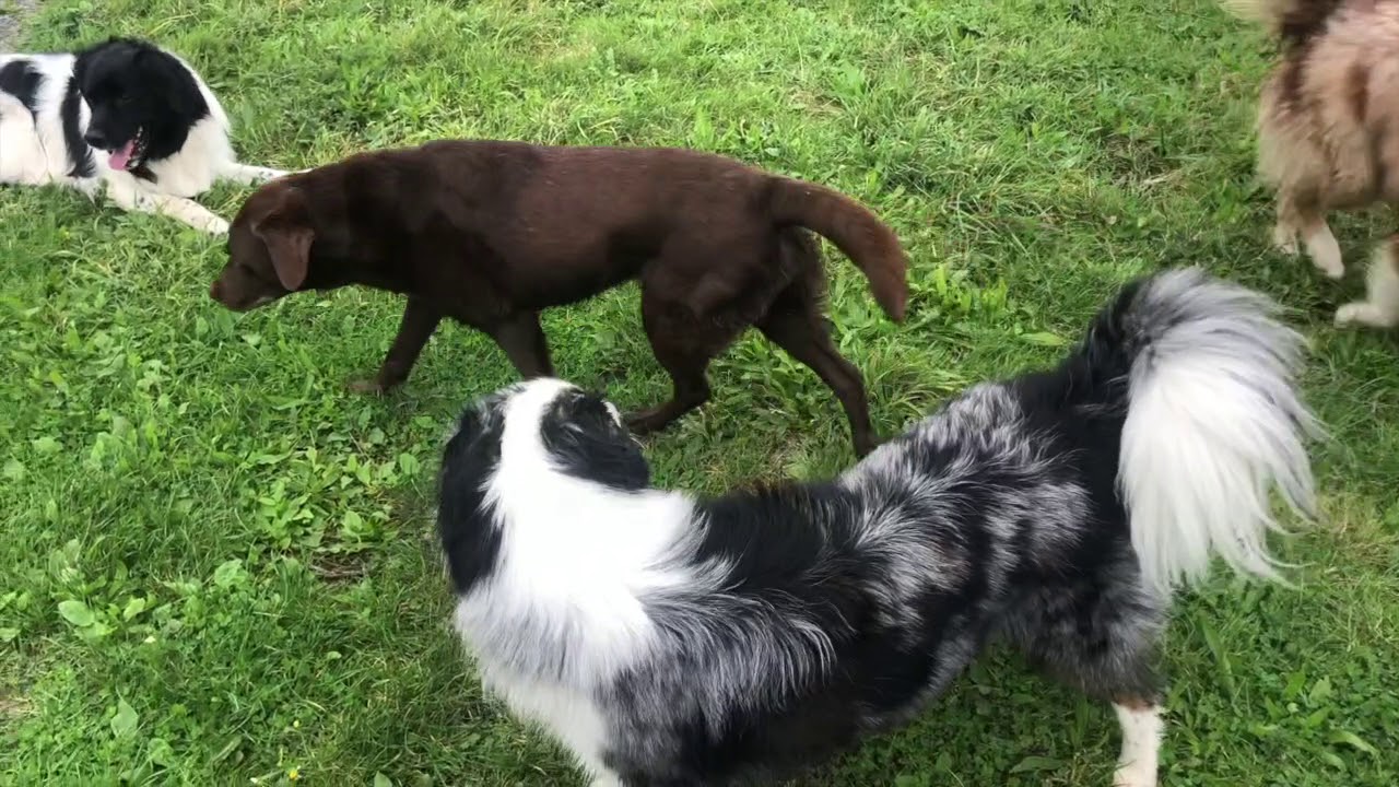 Hondjes van de week #8