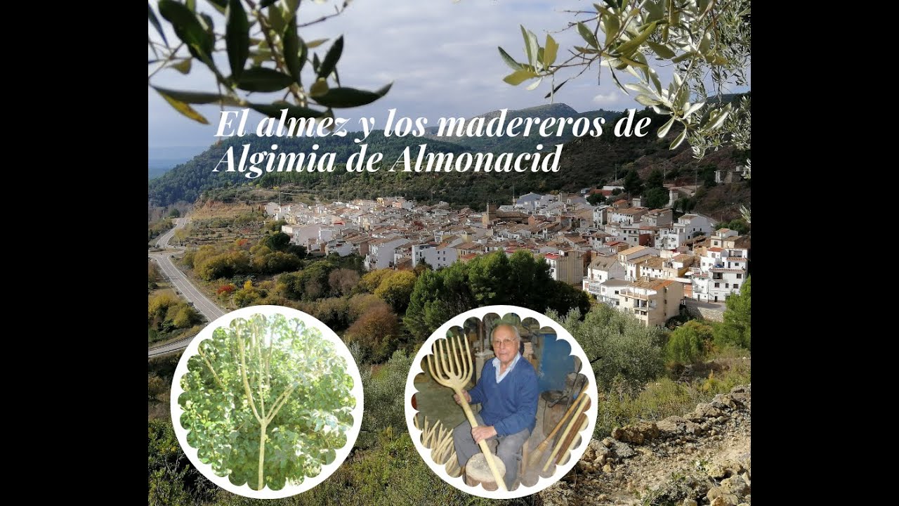 El almez y los madereros de Algimia de Almonacid