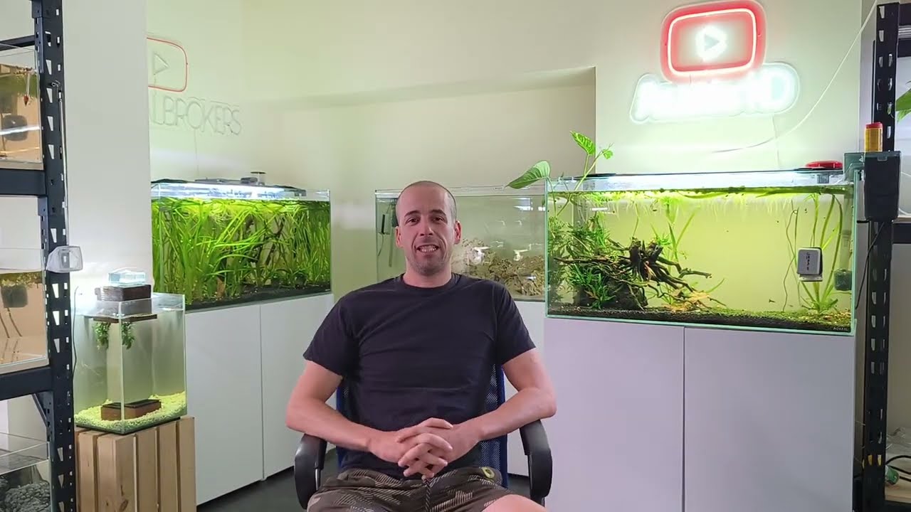 🔴 CICLADO DEL ACUARIO y AGUA BLANQUECINA : Aprende a entender que pasa en TU ACUARIO .