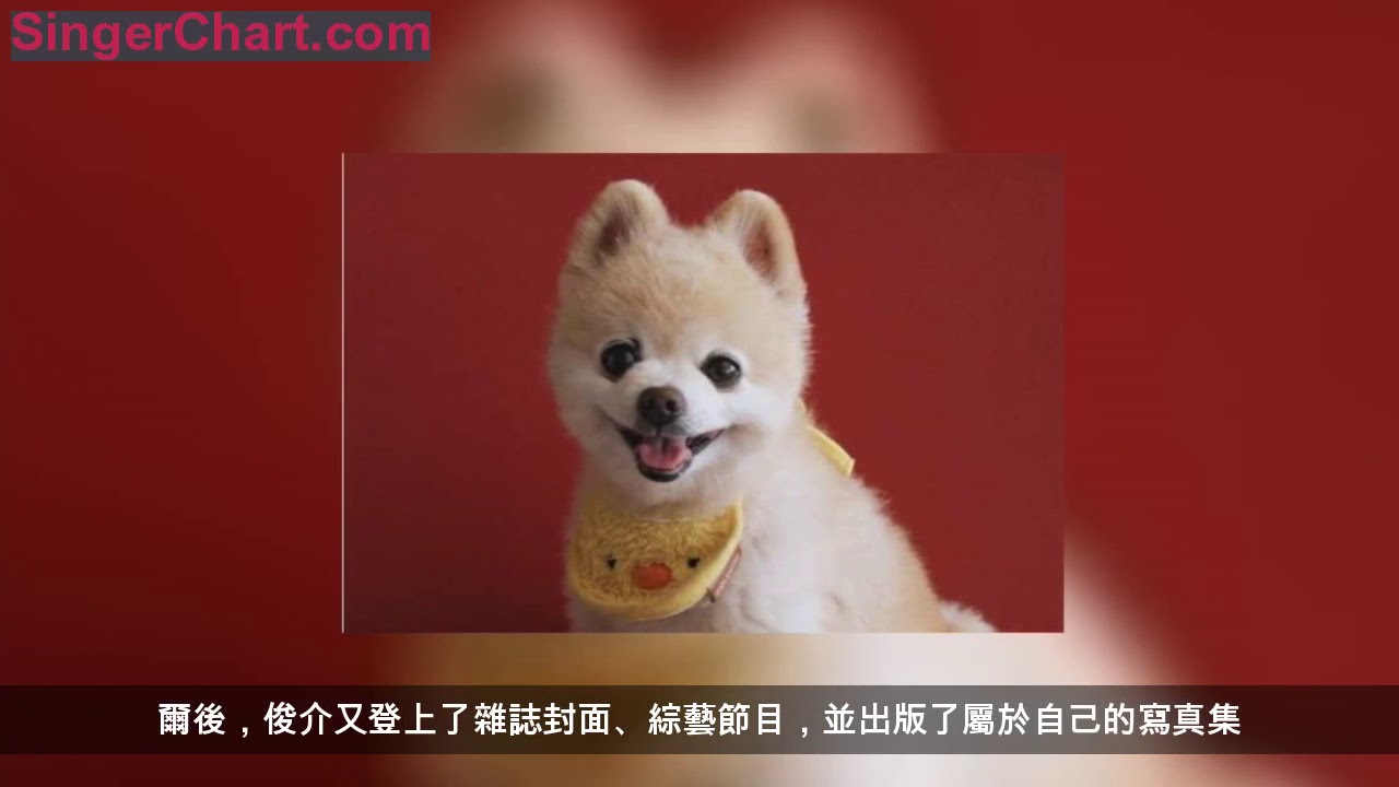 博美剪成「俊介」造型之後，像是換了一條狗狗！瞬間萌翻成網紅！