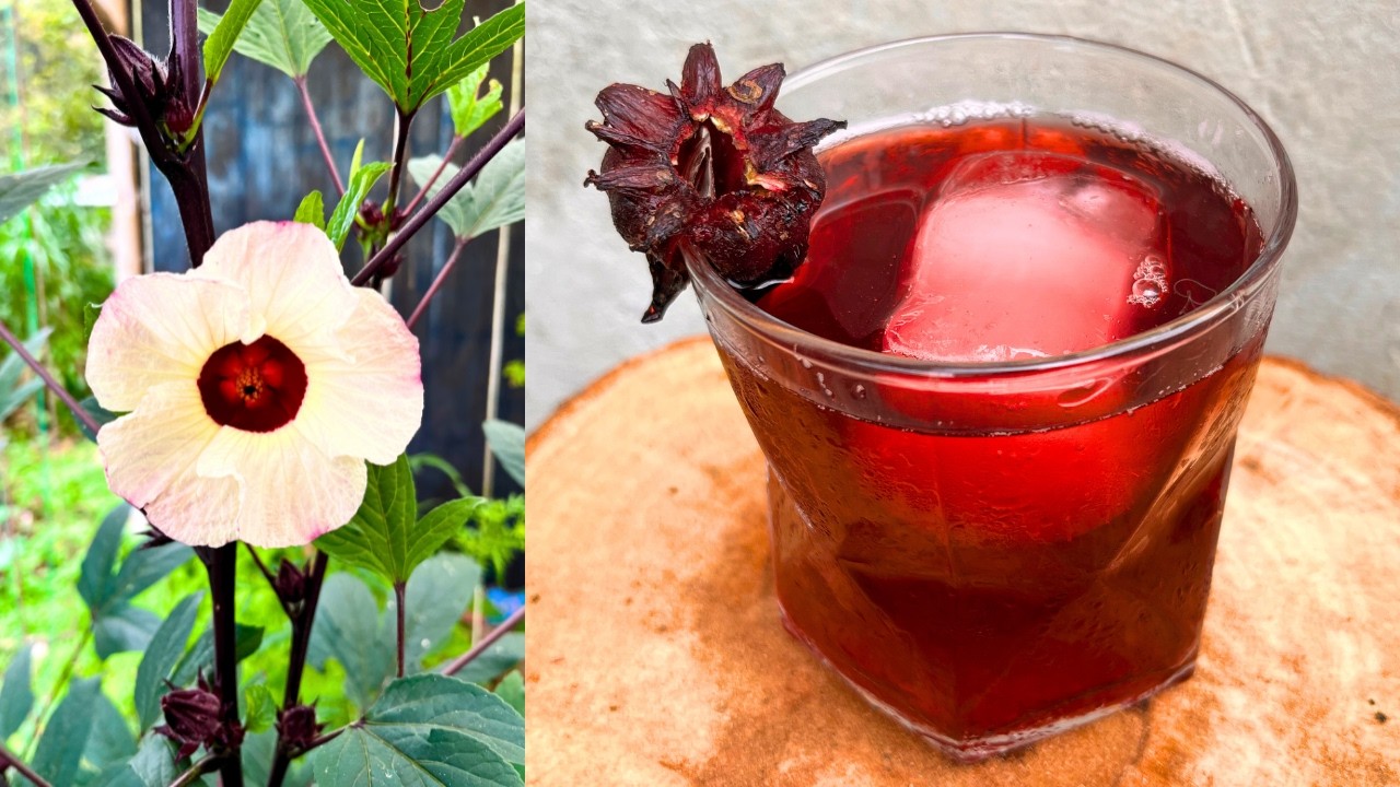 AGUA de JAMAICA desde la COSECHA en el HUERTO en casa 🏡