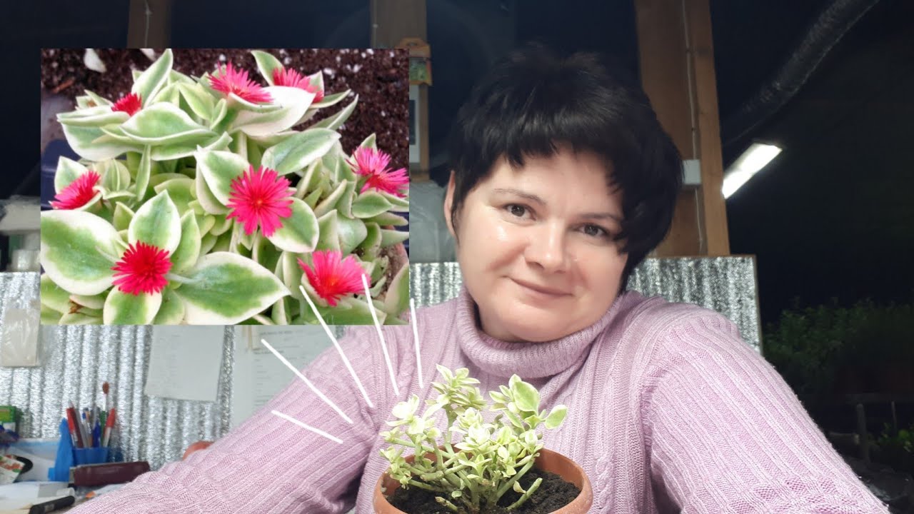 Аптения. Содержание и размножение.