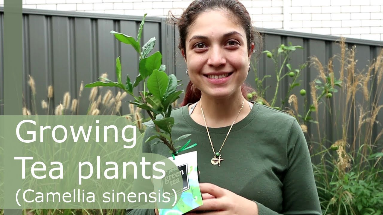 Growing & propagating tea in Australia