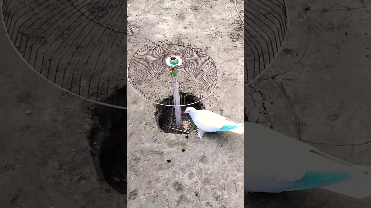 Creative bird trap using electric fan cover