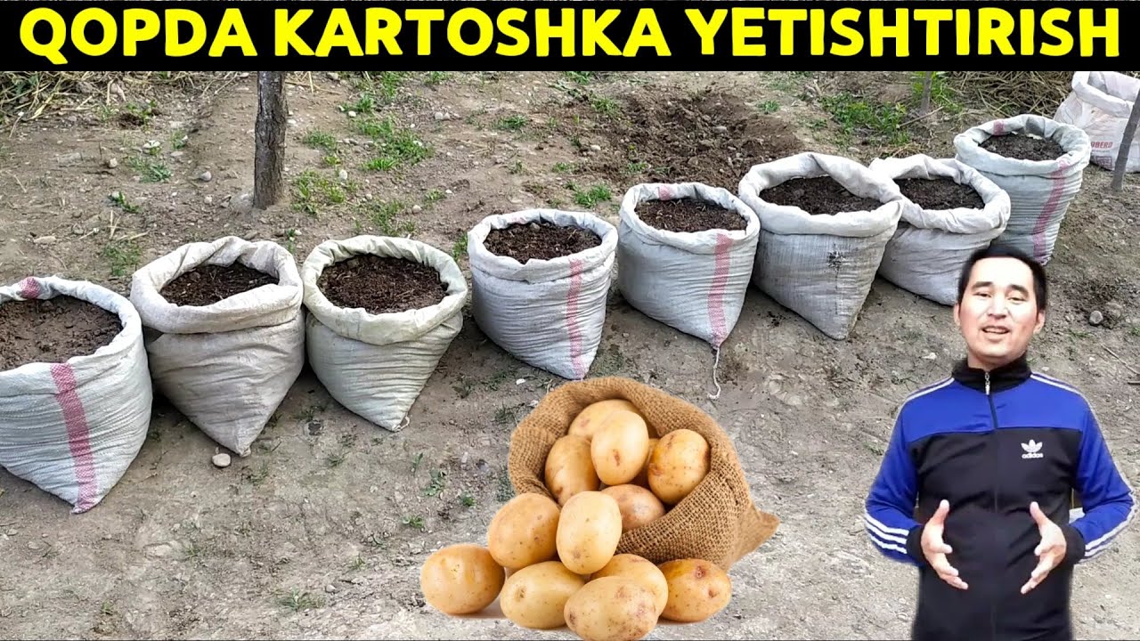 BIOGUMUS YORDAMIDA KARTOSHKA YETISHTIRISH