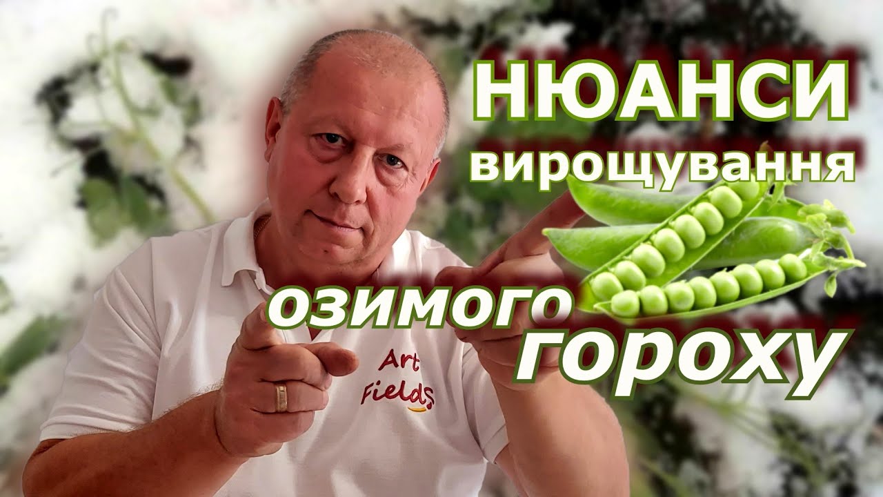 Нюанси вирощування озимого гороху.