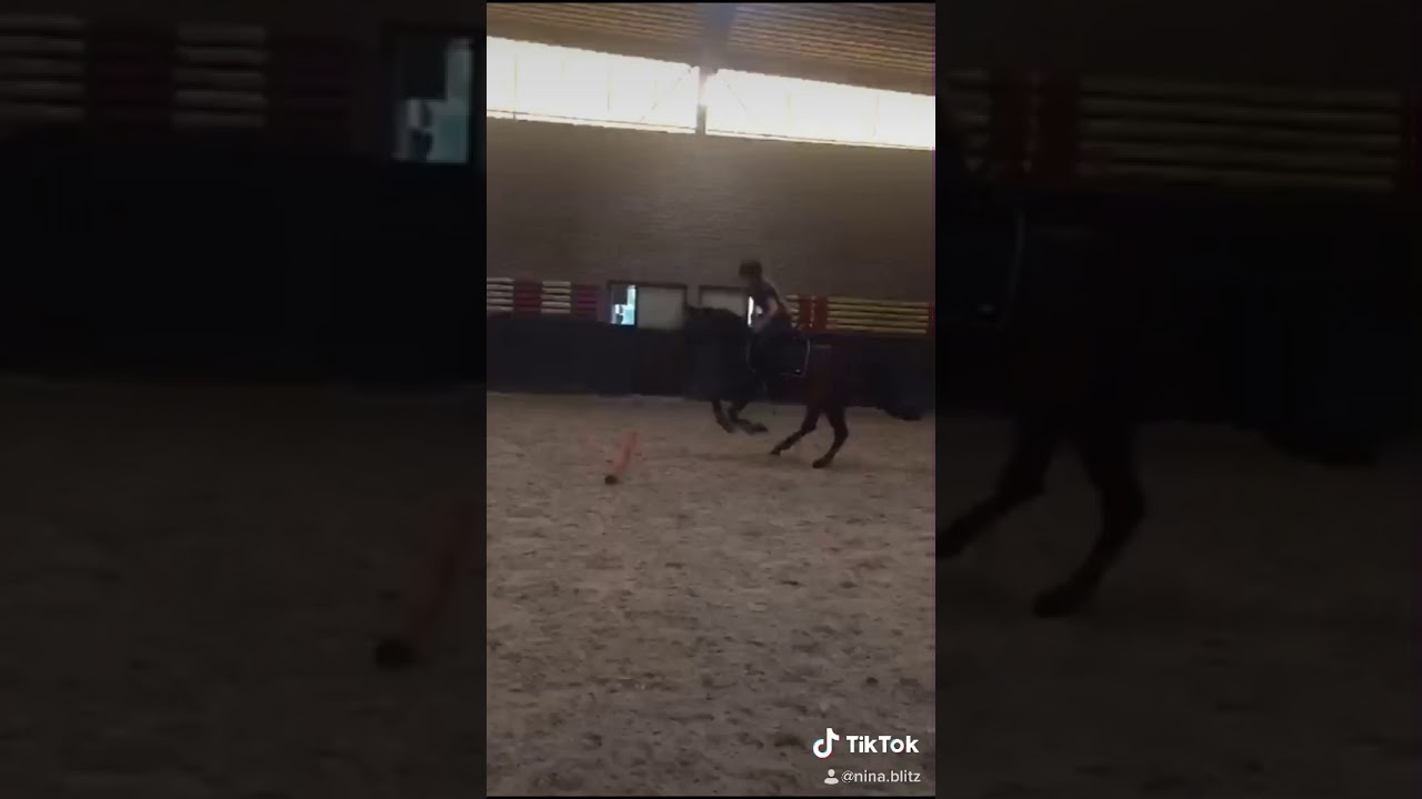 De dierenwinkel 😂💗