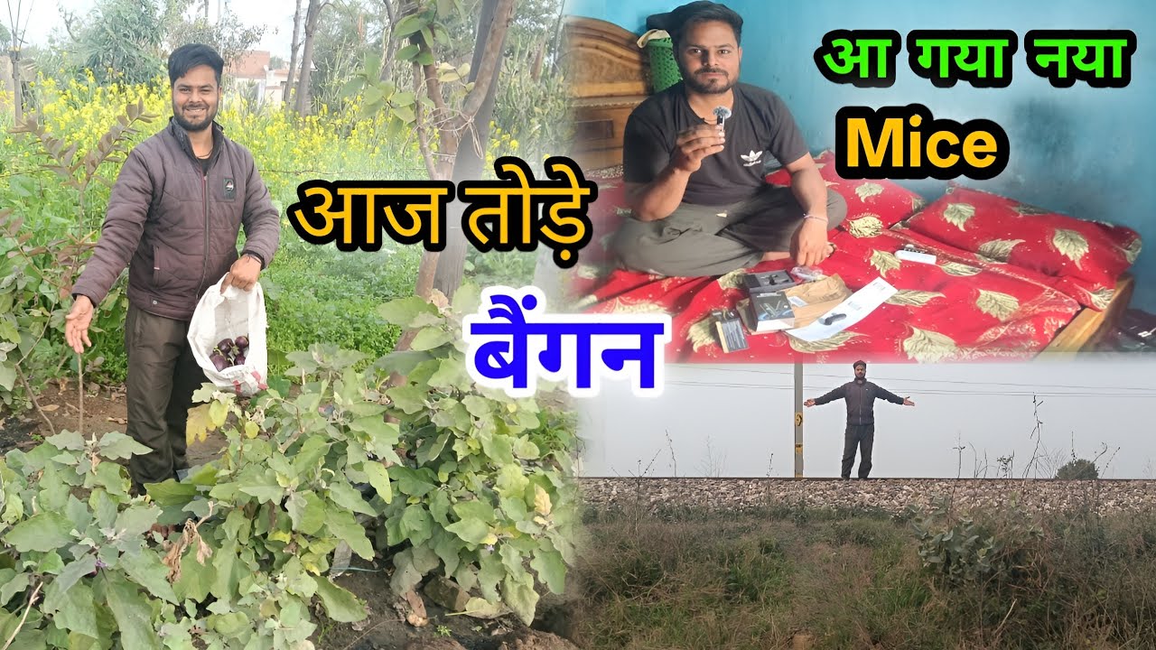 आज हमारा New Mice आ ही गया | आज तोड़े बहुत सारे बैगन अपने बगीचे से 😍 #vlog #RaviFullVlog