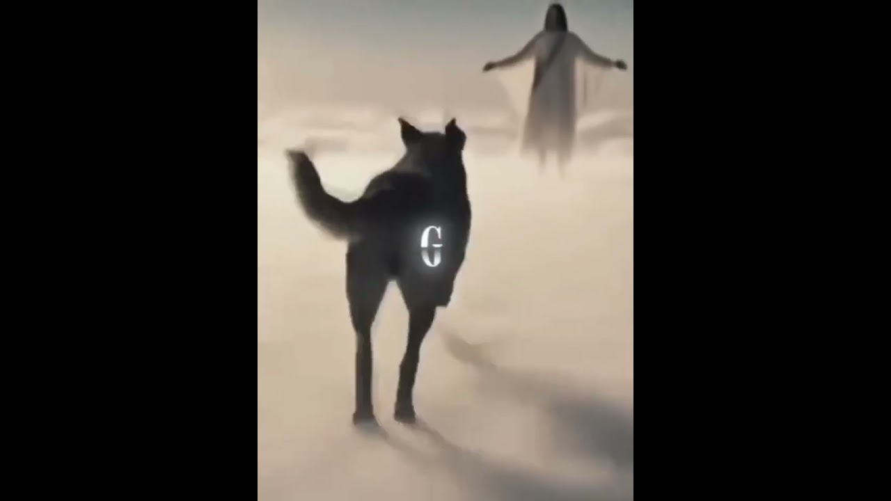 Descanse em paz...Orelha🥹🥹 você chegou na sua casa❤️❤️