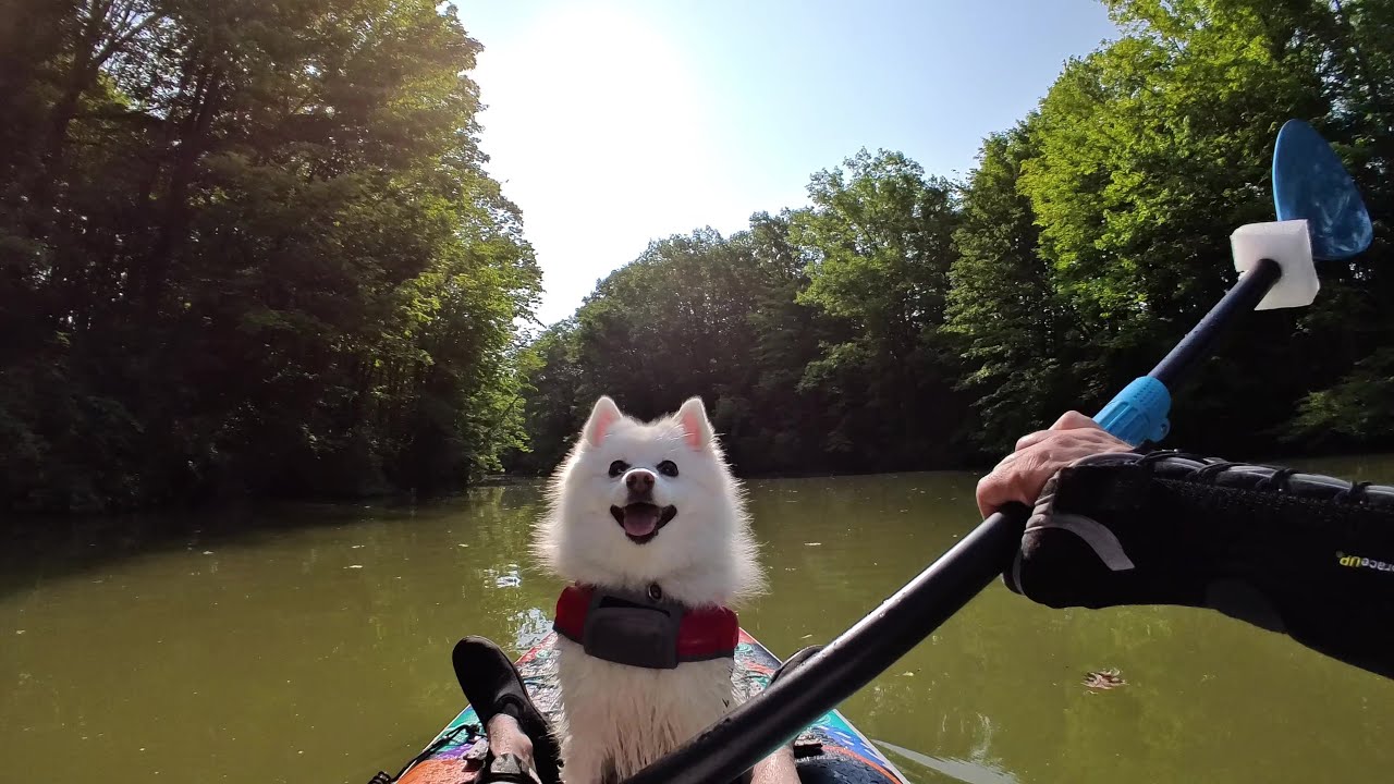 My Dog's First Time Paddle Boarding