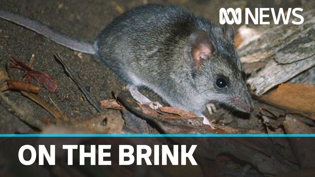 Fires leave 113 native species in need of help including the Kangaroo Island Dunnart | ABC News
