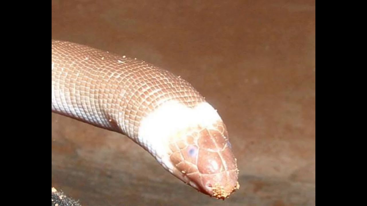 LIZARDS ARE A PARAPHYLETIC GROUP