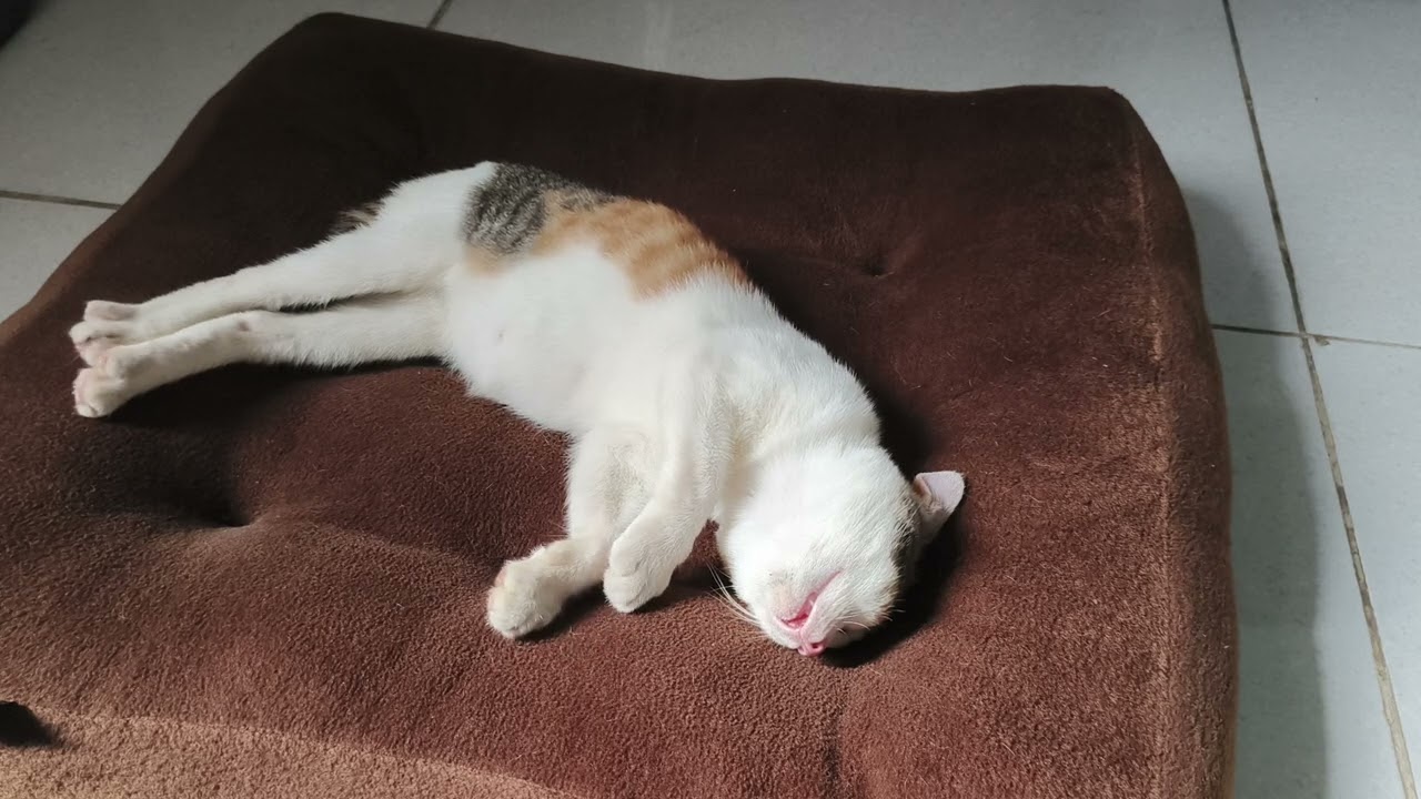 30 Menit Kucing Tidur Indonesian cat sleeps for 30 minutes