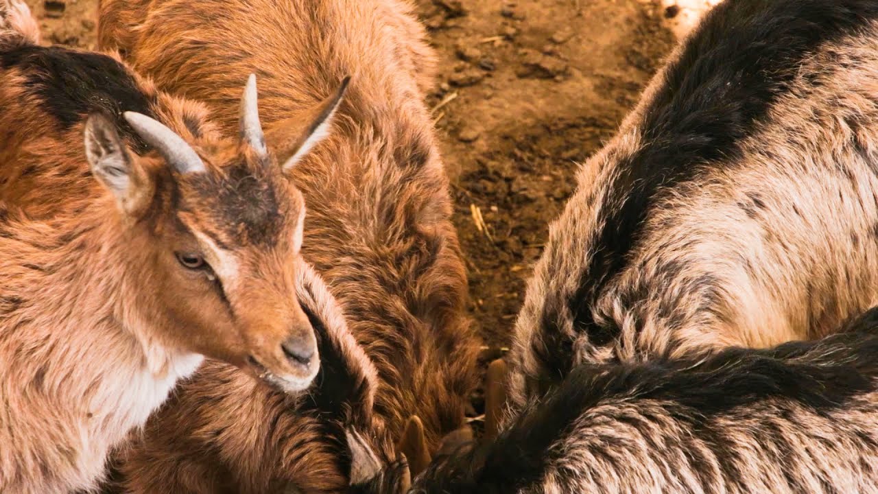 Állatok a tanyán - Nagyszékely