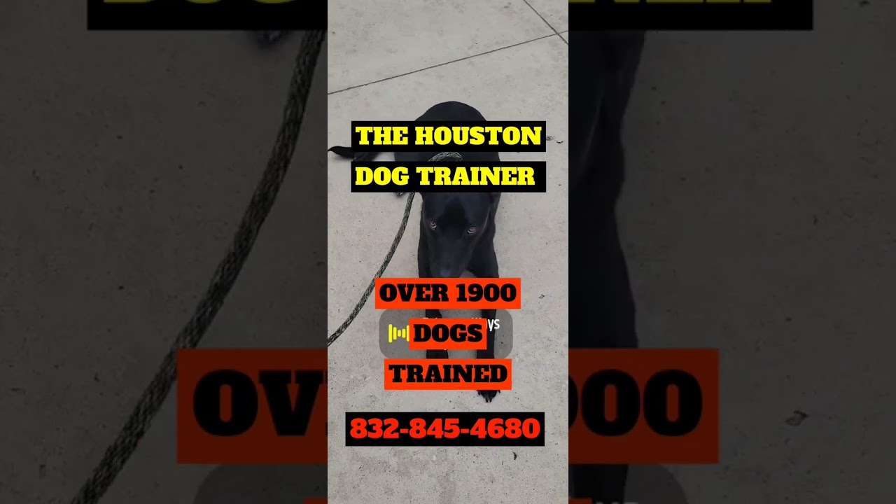 All Breeds Professional Dog Training in Houston Texas 832-845-4680 no pain no shock no shortcuts