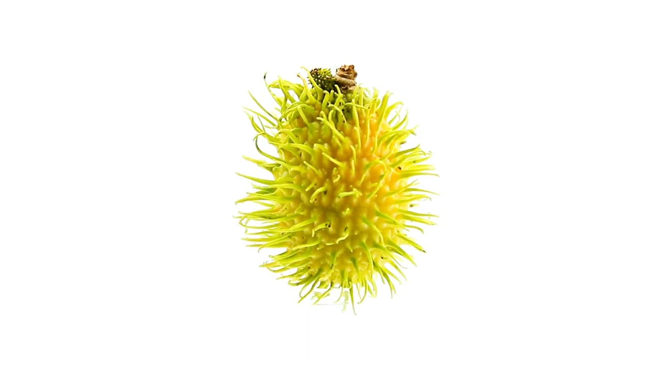 Rambutan | റബൂട്ടാൻ | Dictionary