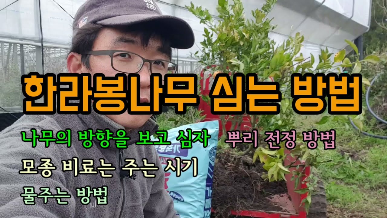 한라봉(감귤)나무 심는방법 나무심는방향 물주는방법 비료주는 방법