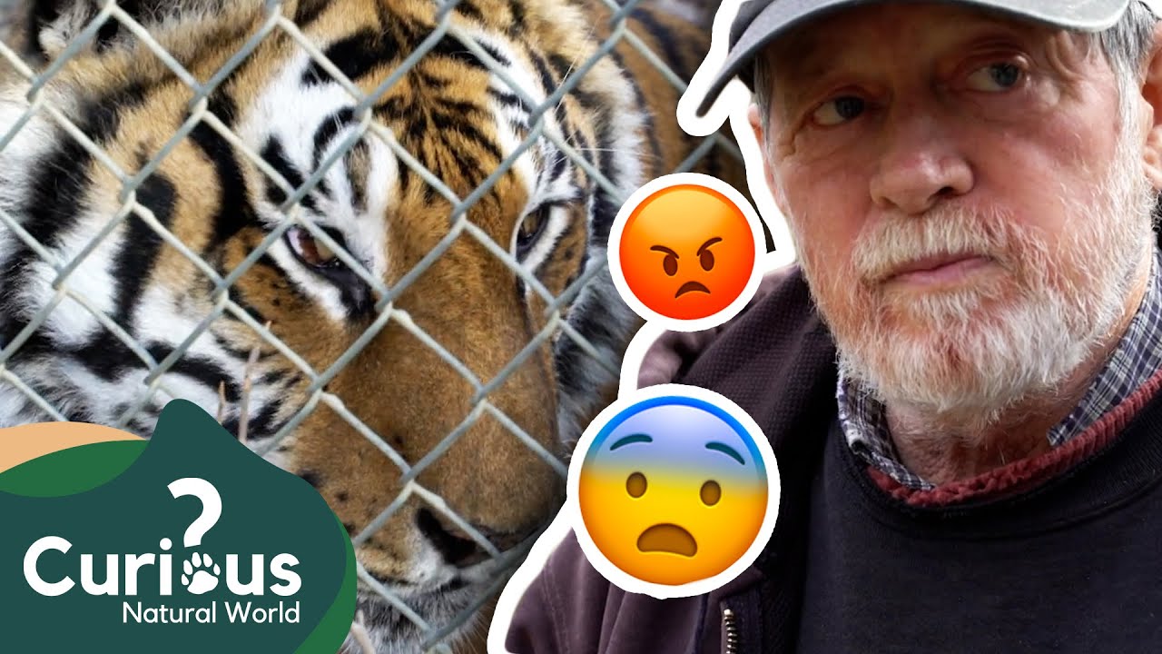 Caring For 200 Exotic Animals! 🦁⛑ | WILD Animals | Predator Pets | Curious?: Natural World