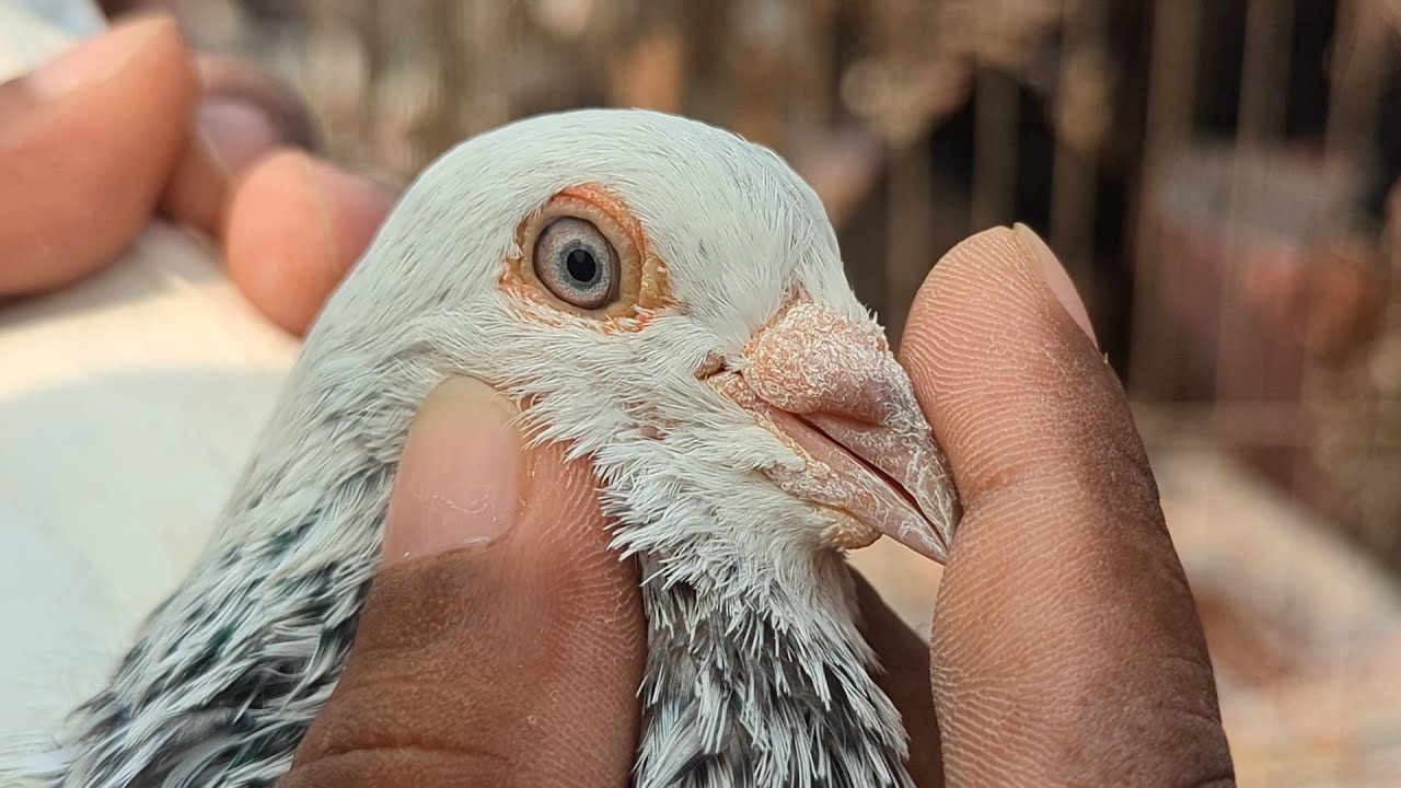 Chokh Dhadhano Shob Kobutor | Ajker Tongi Haat Vlog