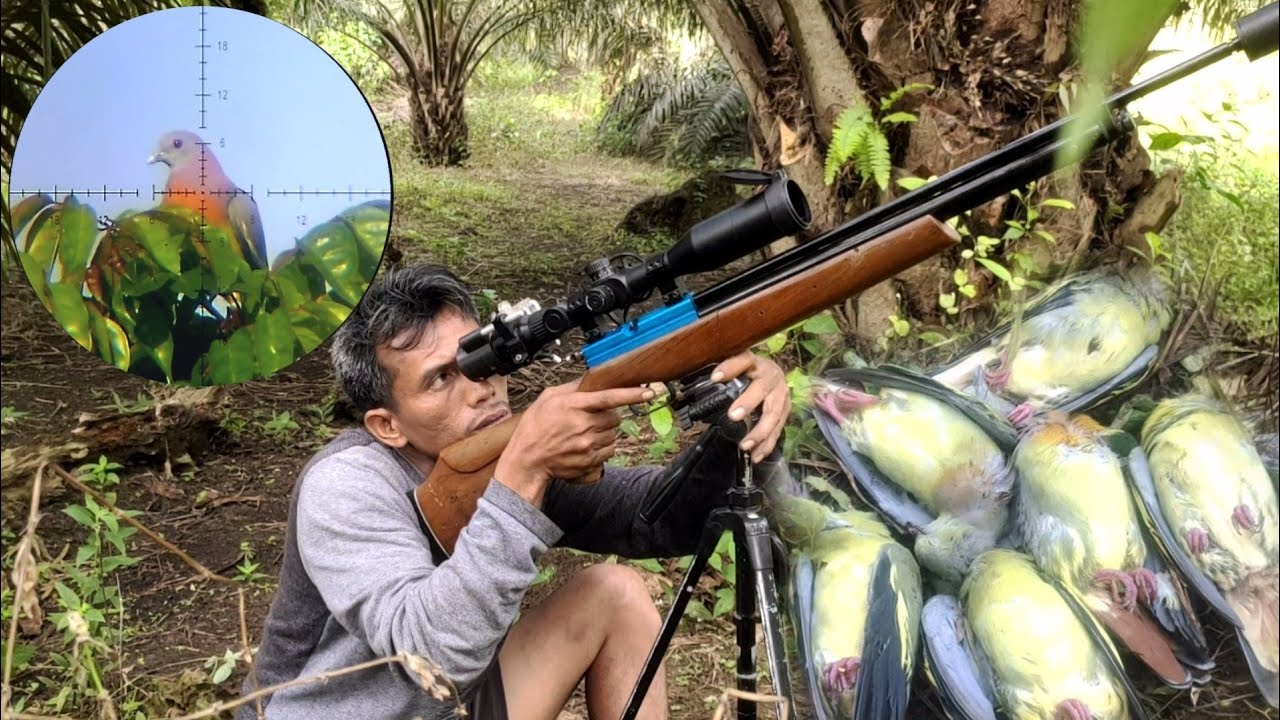 BERBURU Punai‼️Uji coba kacang Slug