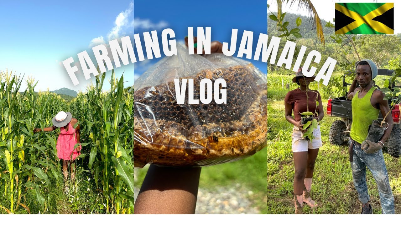 Farming In Portland Jamaica