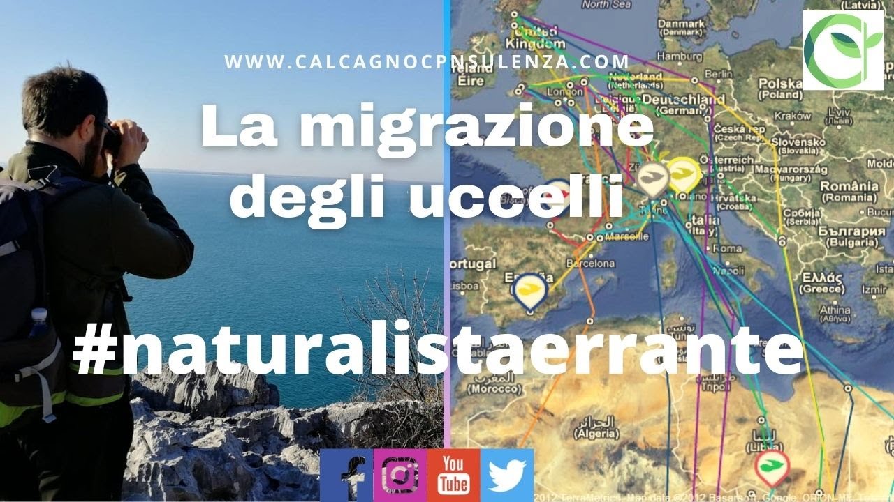 La migrazione degli uccelli