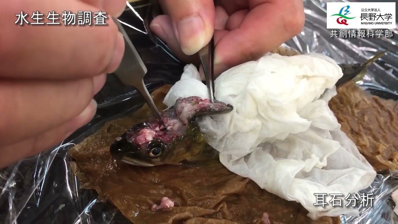 さまざまなフィールド調査