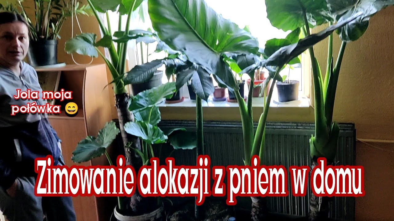 Zimowanie alokazji w domu, wykopywanie calidory, temperatura pokojowa Cz.1 Rośliny egzotyczne